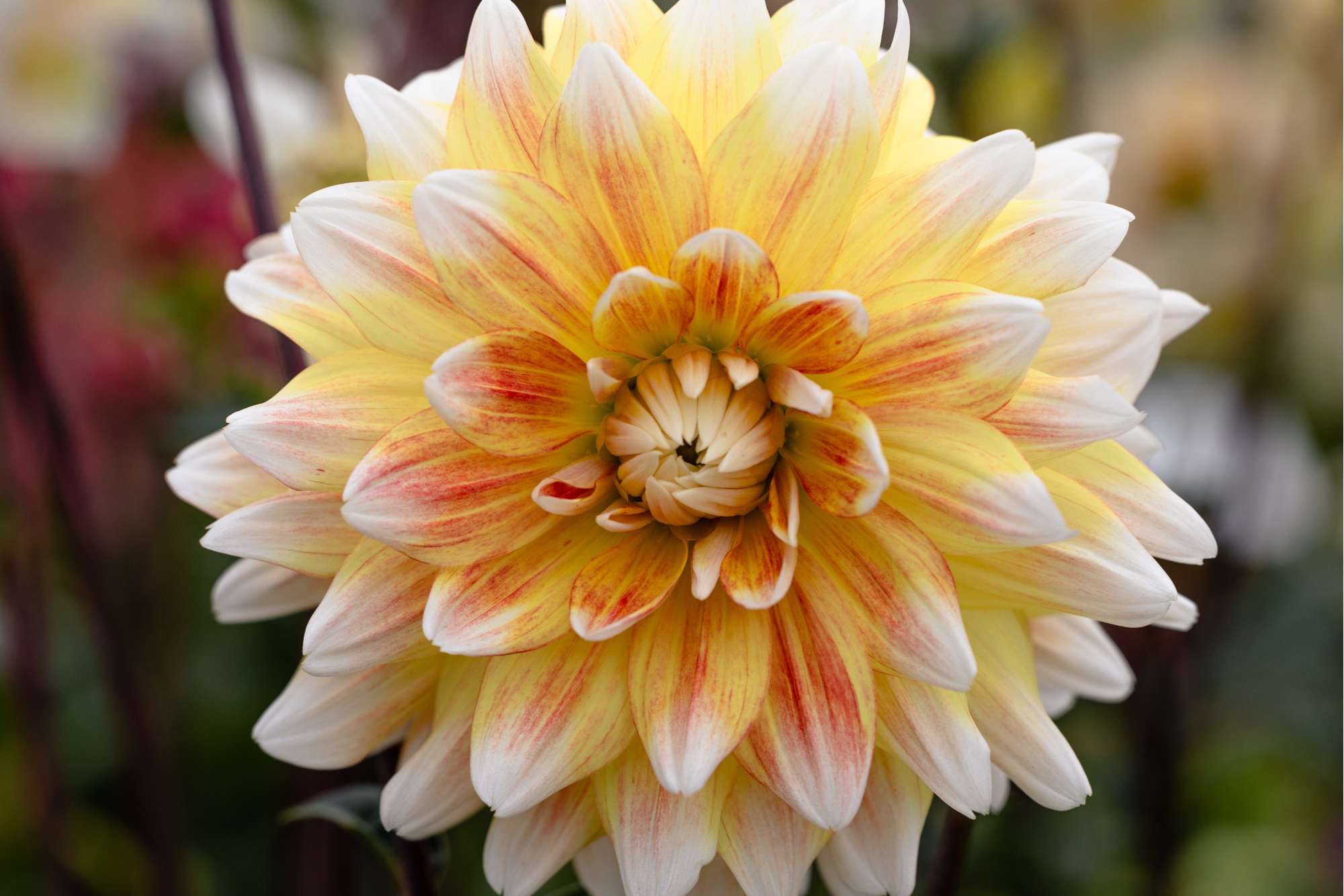 Dahlia 'Peaches and Cream'